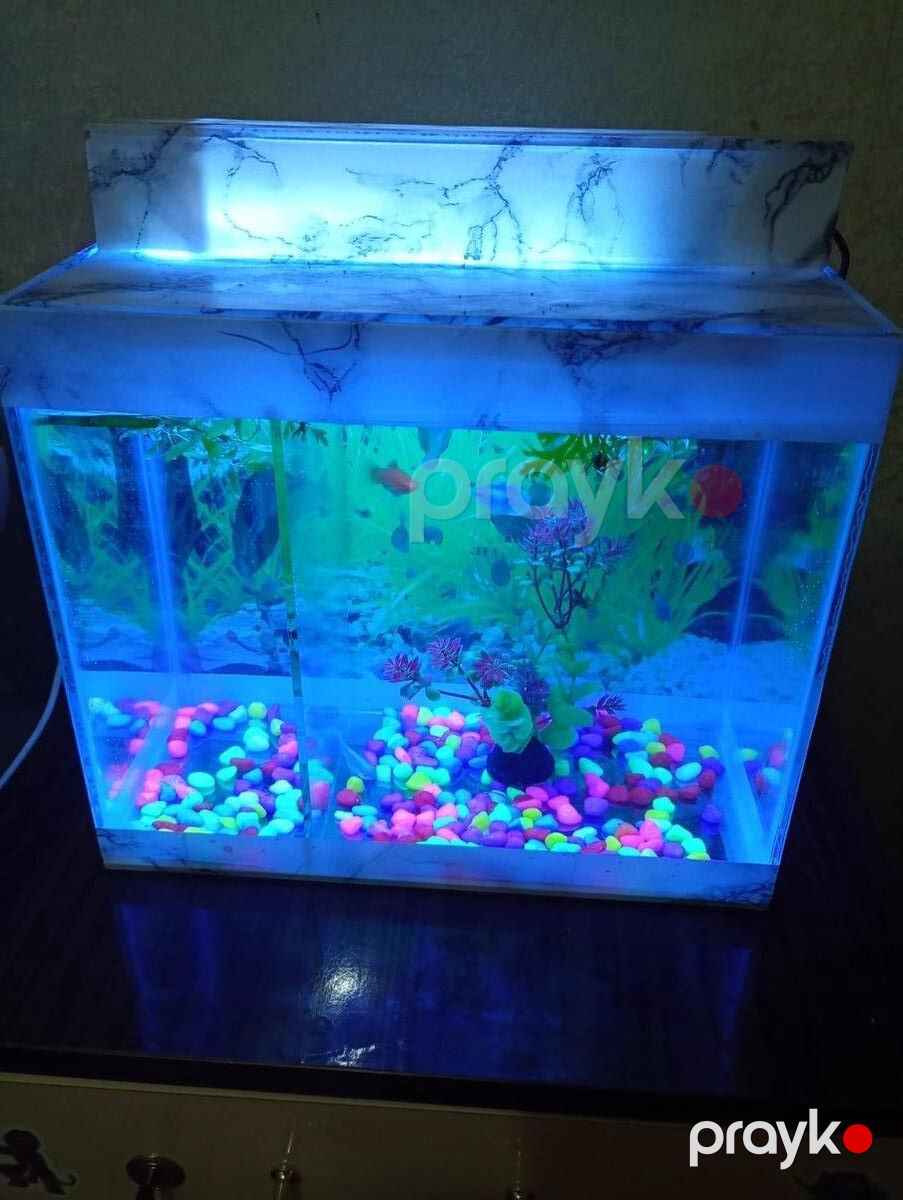 Akvarium — Akvariumlar və balıqlar, Sumqayıt (2)