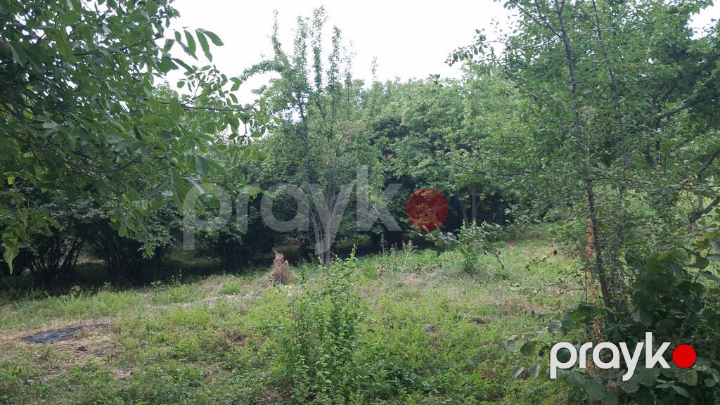 Torpaq sahəsi 20 sotdur.İsmayıllı rayonu Diyallı kəndi ərazisində — Torpaq, İsmayıllı (6)