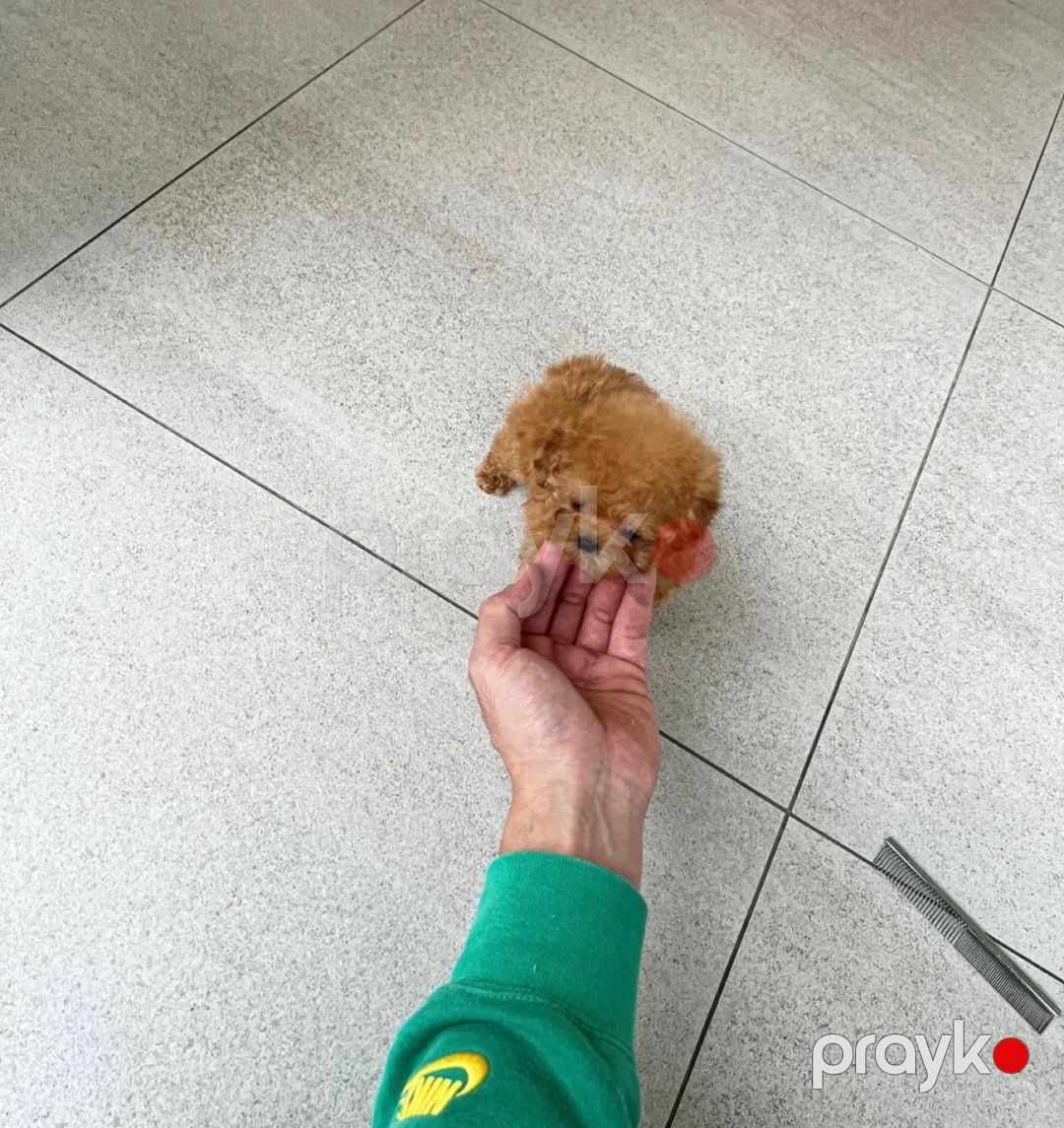 Kore toy pudel — Köpəklər, Bakı (3)