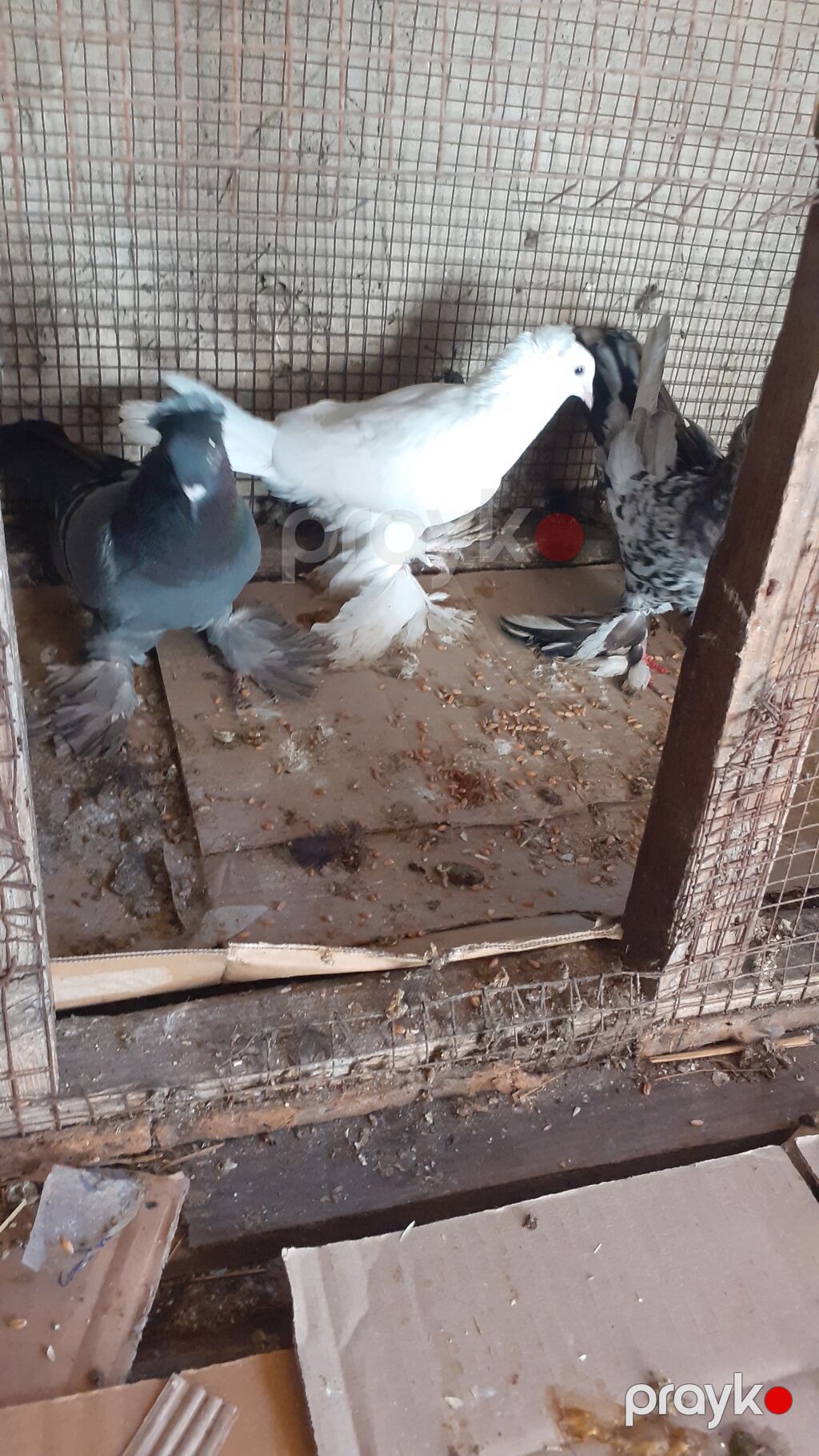 Cins göyərçinlər – 3 ədəd iri lelekli kekilli quslar satilir goy — Göyərçin, Digah (3)