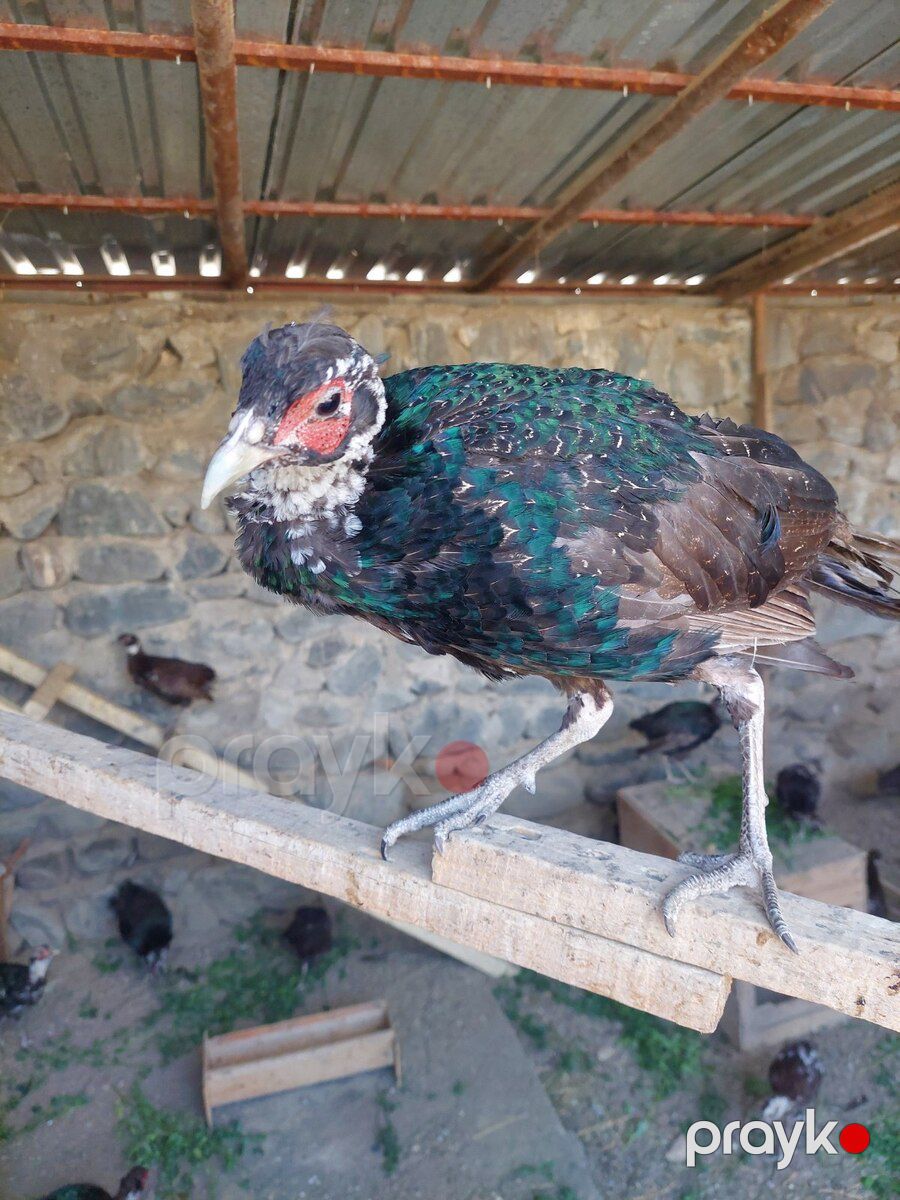 Qırqovullar — Quşlar, Ağdaş (3)