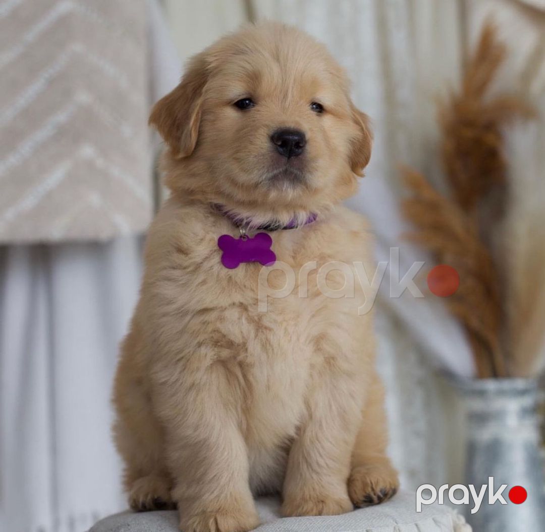 Golden Retriver — Köpəklər, Bakı (2)