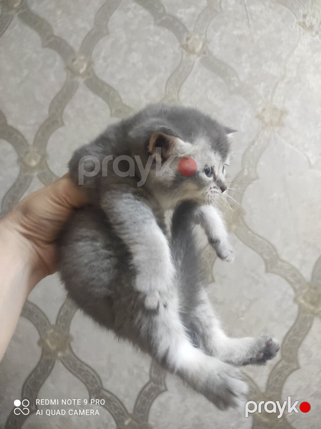 Britan, Ünvandan götürmə, Pulsuz çatdırılma, Ödənişli çatdırılma — Pişiklər, Bakı (10)