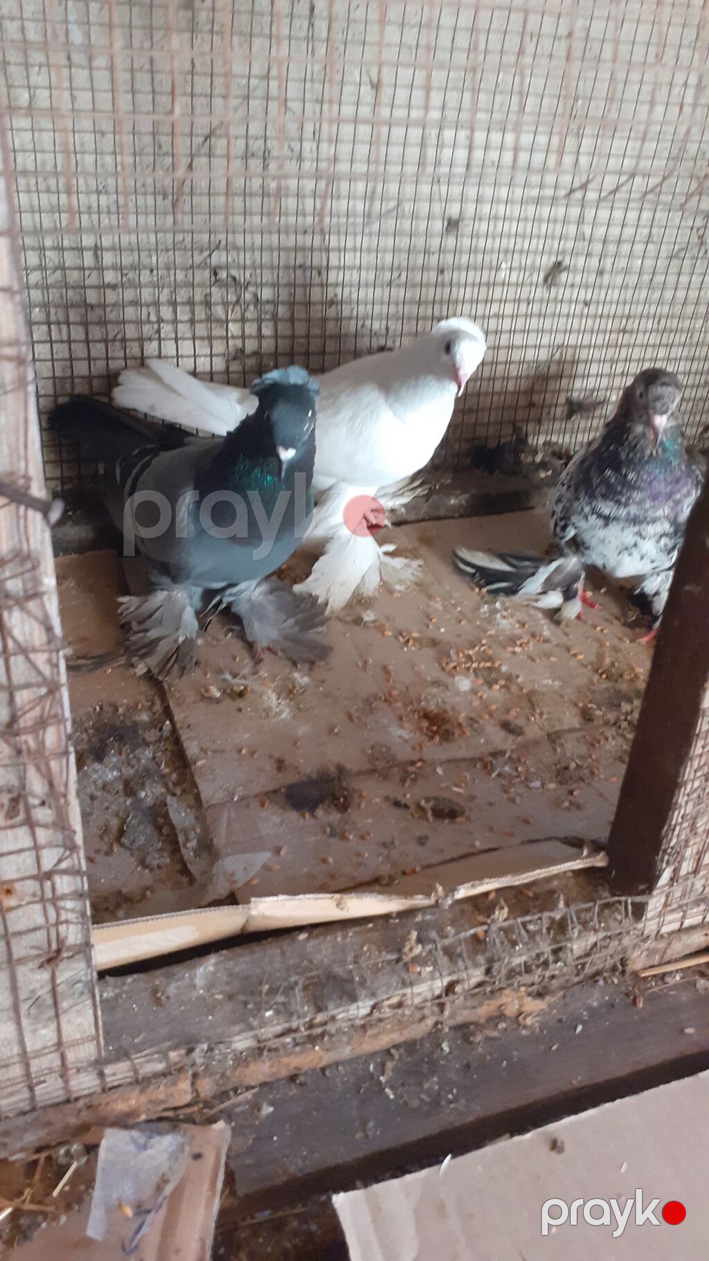 Cins göyərçinlər – 3 ədəd iri lelekli kekilli quslar satilir goy — Göyərçin, Digah (4)