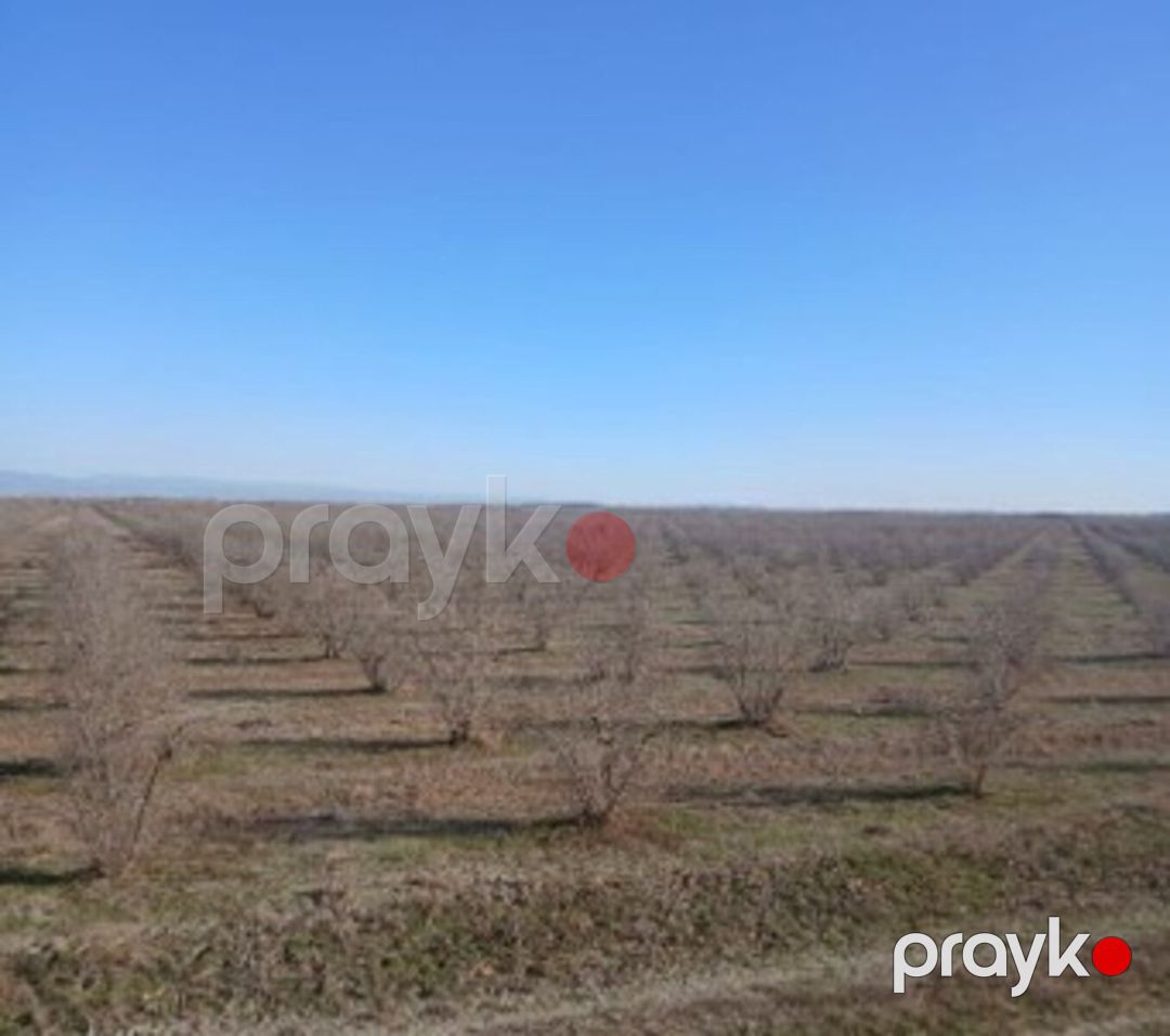 Satılır torpaq 8217 sot — Torpaq, Kürdəmir (6)