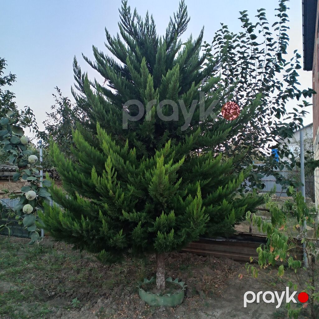 Dekorativ həmişəyaşıl iynəyarpaq ağac 2 eded - Növ: Sərv/tuya tipli — Ağaclar və fidan, Cəlilabad (2)