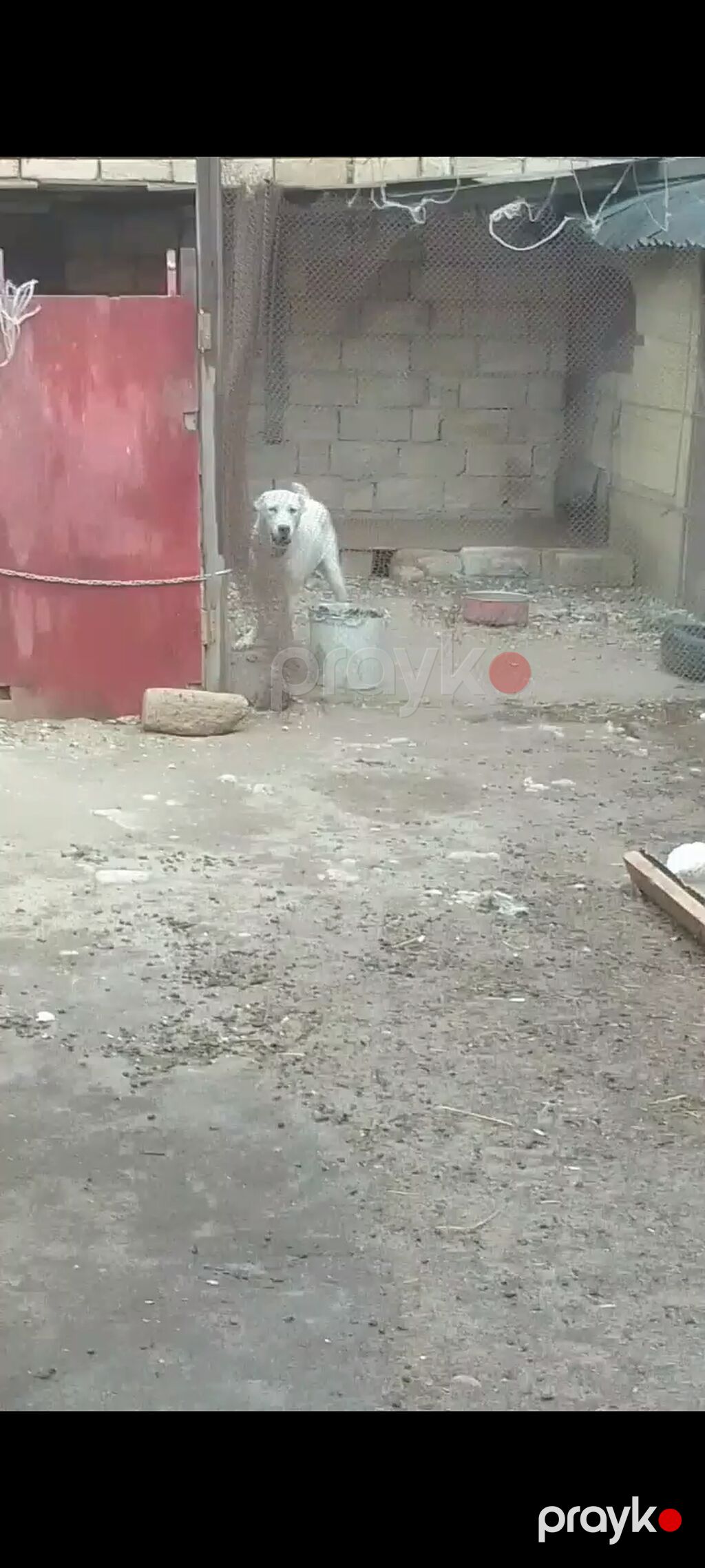 Salam bu gözəliyi satıram nadirən göz rəngi var başı çıxanlar bilir — Köpəklər, Bakı (4)