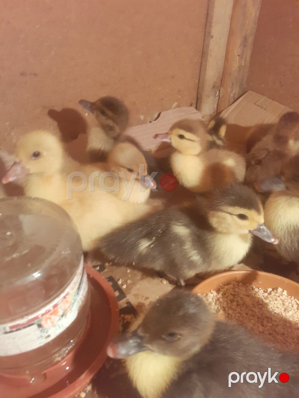 17 dene macar ordek balalari. tam saglam aktiv balalar. biri 4 manat — Digərləri, Xırdalan (2)