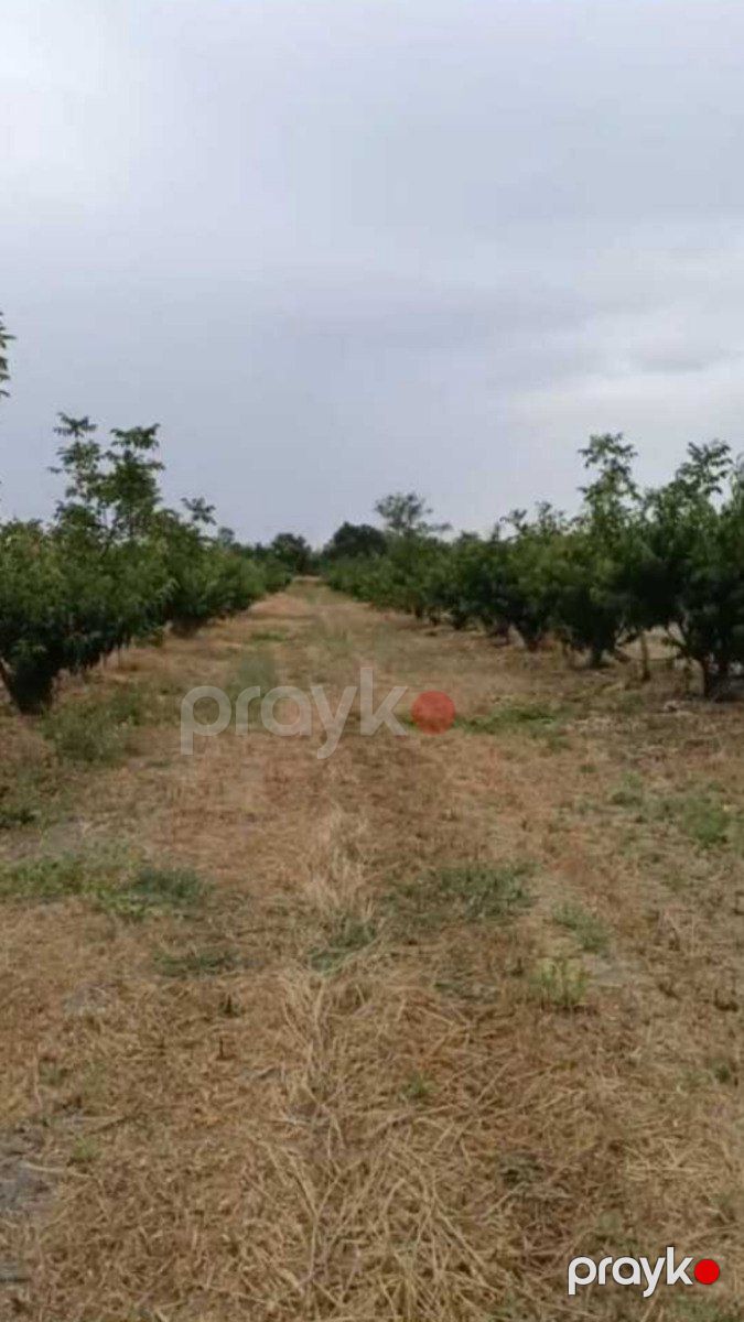 Satılır torpaq 127 sot — Torpaq, Xaçmaz (4)