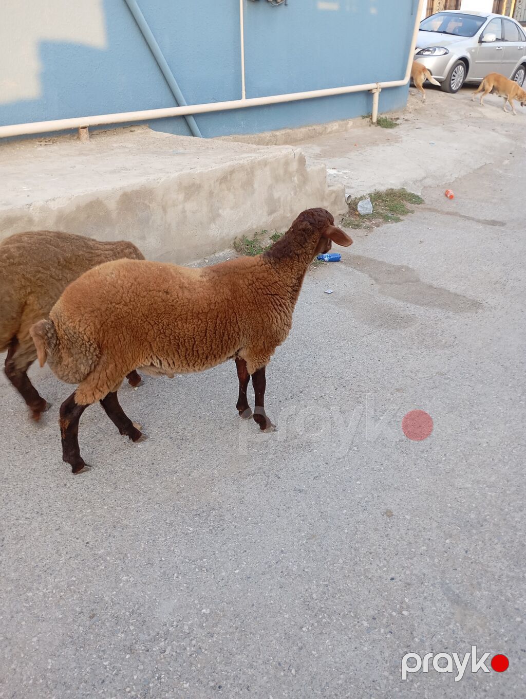 Maşallah 7aylıq erkeydi qiymete göre narahat etme — Kənd təsərrüfatı heyvanları, Xırdalan (3)