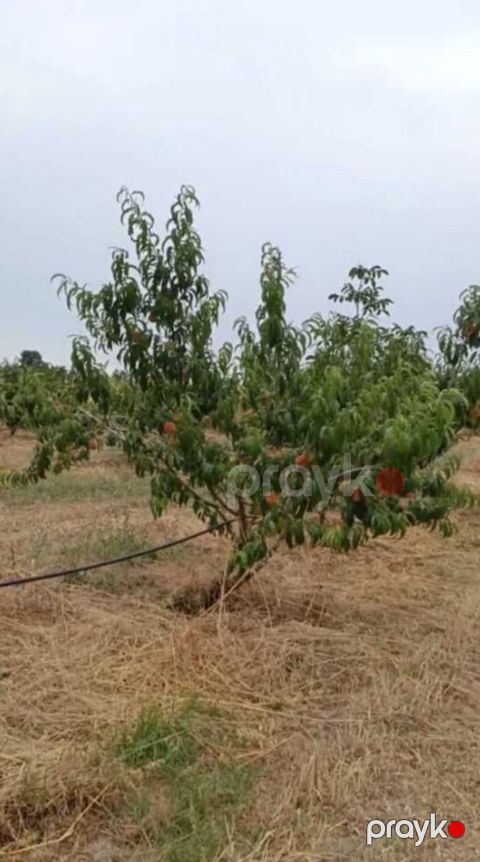Satılır torpaq 127 sot — Xaçmaz