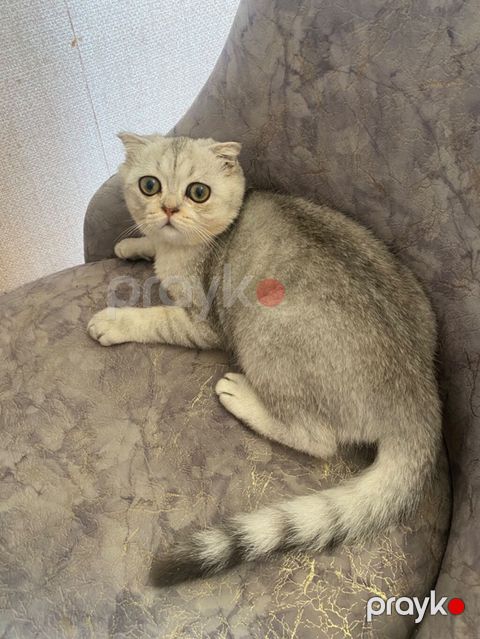 Şotland — Bakı