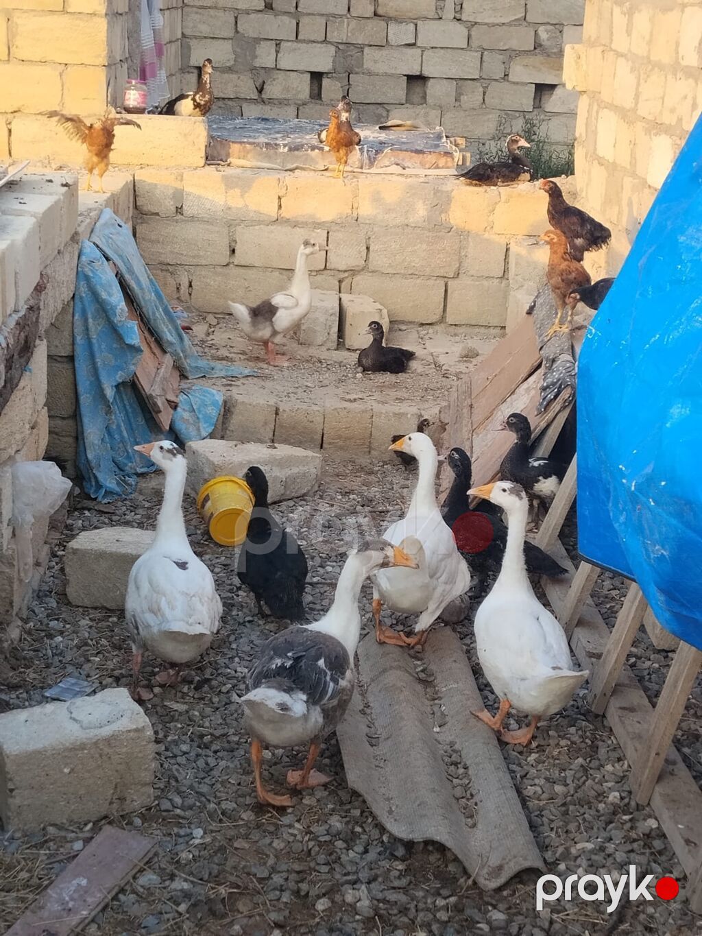 Ördey qaz satilir 3 ay yarimliədilar — Digərləri, Sumqayıt (2)