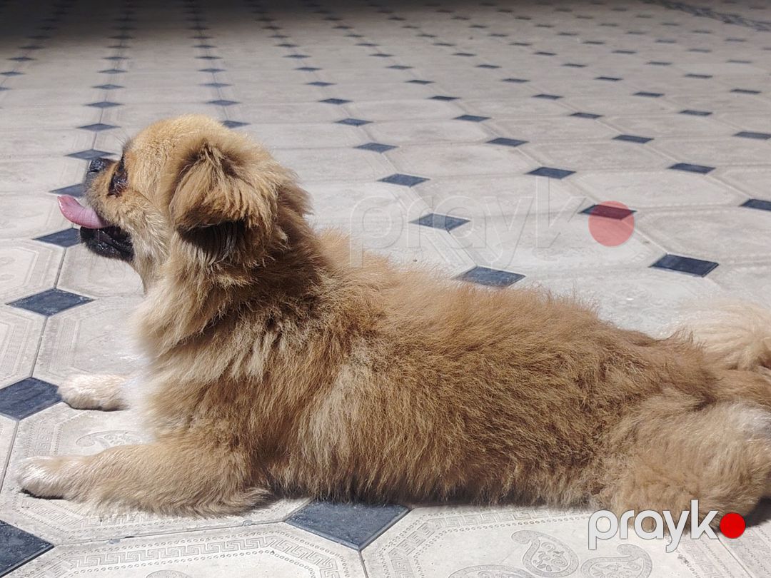 Pekines — Köpəklər, Bakı (5)