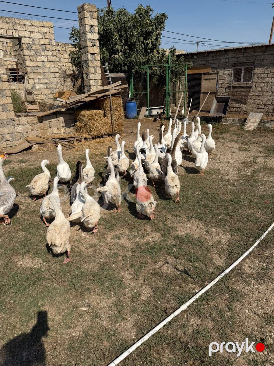 Qaz — Quşlar, Bakı (3)