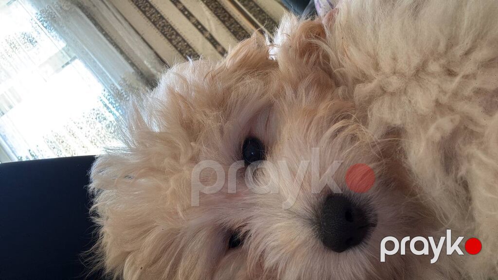 3 Aylıq Maltipoo Satılır Ölkə xaricinə köçdüyümüz üçün sevimli — Dizayn, Bakı (4)