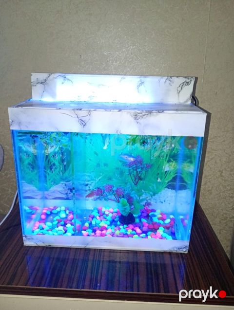 Akvarium — Sumqayıt