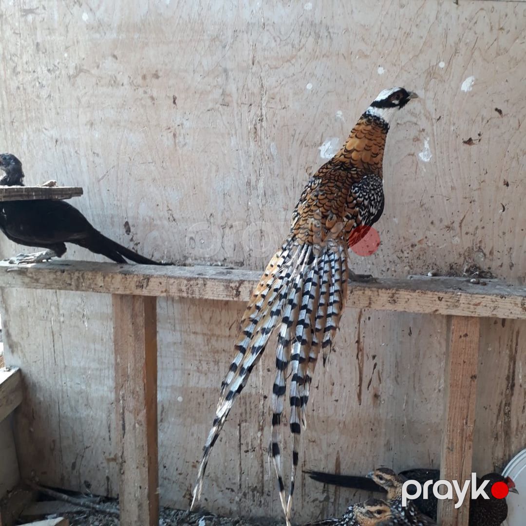 Qırqovullar — Quşlar, Bərdə (7)