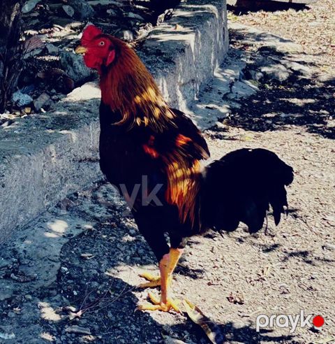 Sarı-qara rəng çalarlarında görkəmli xoruz - Güclü bədən quruluşu — Digah