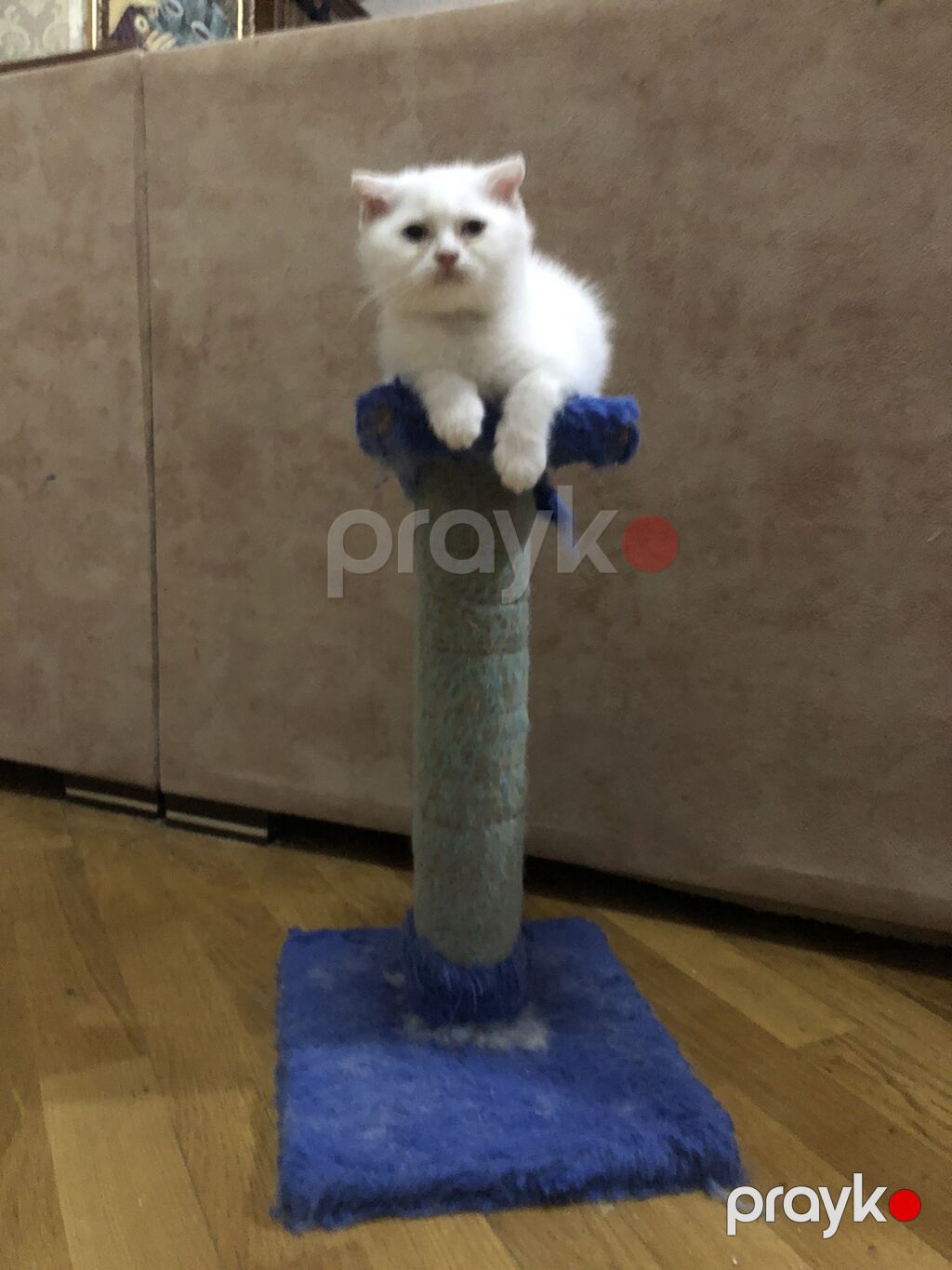 Şotland — Pişiklər, Bakı (3)