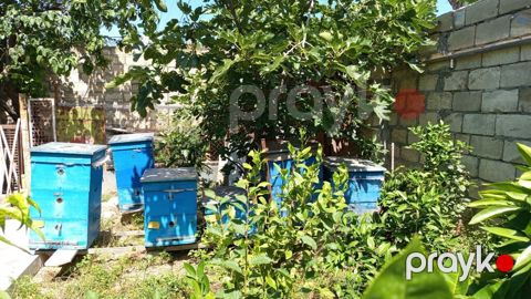 Arıçılıq üçün mavi rəngli taxta pətəklər dəsti - Məhsul: Arı — Mingəçevir