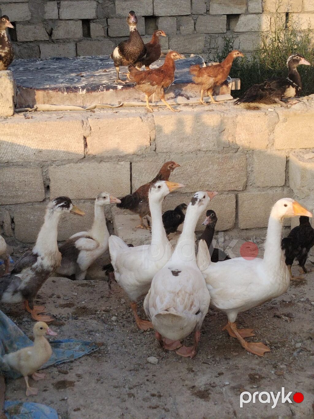 Ördey qaz satilir 3 ay yarimliədilar — Digərləri, Sumqayıt (5)