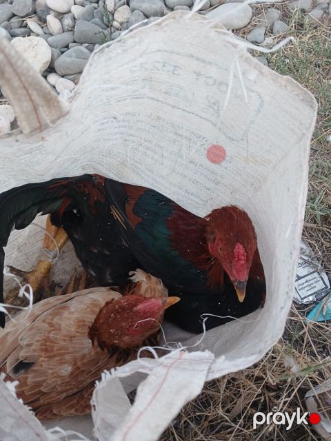 Beçə — Xaçmaz
