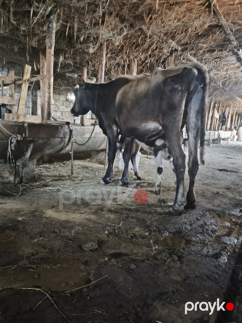 Diqetle oxu yig Ana Bala satlir qocadi Dişi yoxdu çöle gedib gelen — Kənd təsərrüfatı heyvanları, Pirəkəşkül (2)
