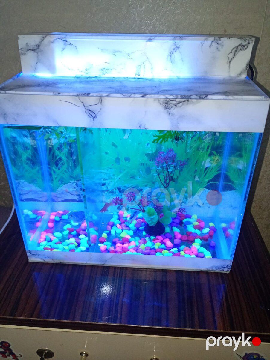Akvarium — Akvariumlar və balıqlar, Sumqayıt (4)