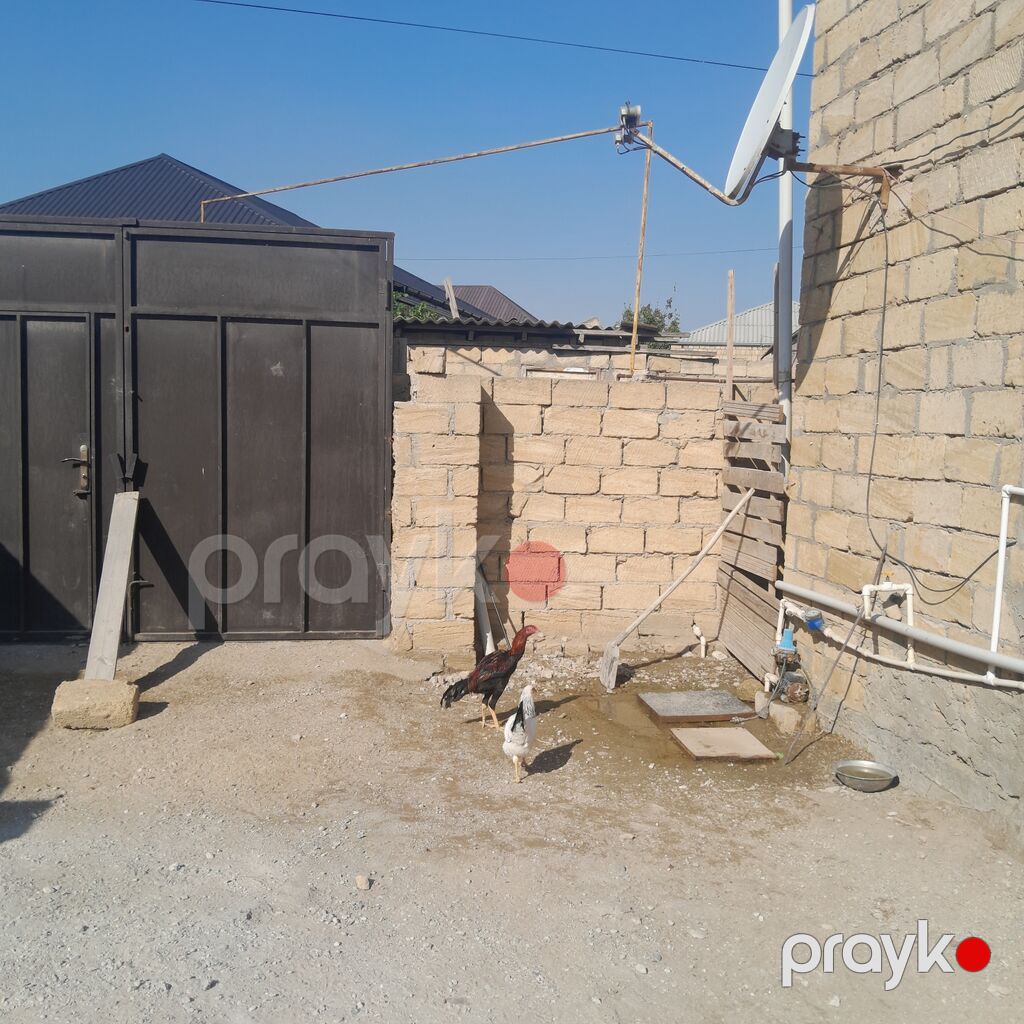Xoruz, il: <1 — Toyuq və xoruz, Sumqayıt (2)
