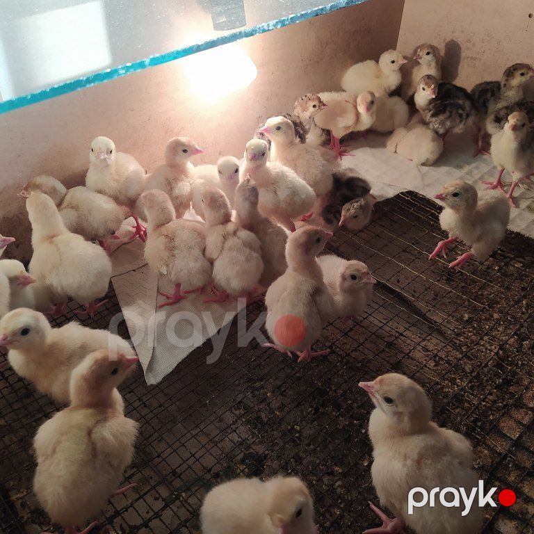 Hinduşka cücələri — Quşlar, Bakı (3)
