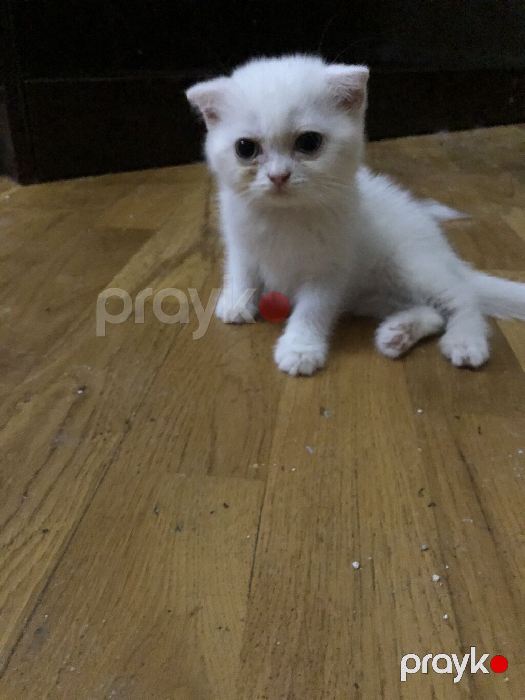 Şotland — Pişiklər, Bakı (6)