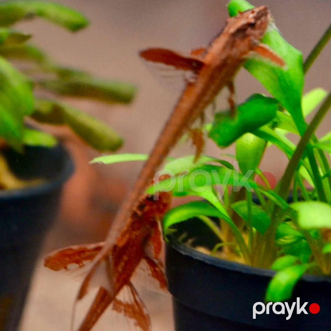 Rinolaricaria SP Red — Akvariumlar və balıqlar, Bakı (2)