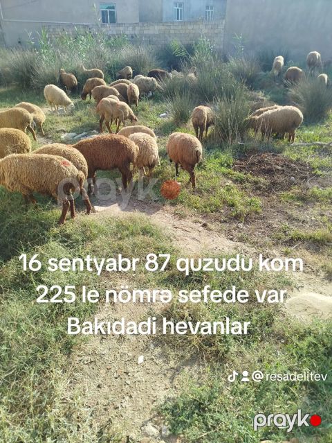 Qoyun sürüsü satılır. - Ümumi say: 87 baş (quzulu kom) - Yer: Bakı — Digah
