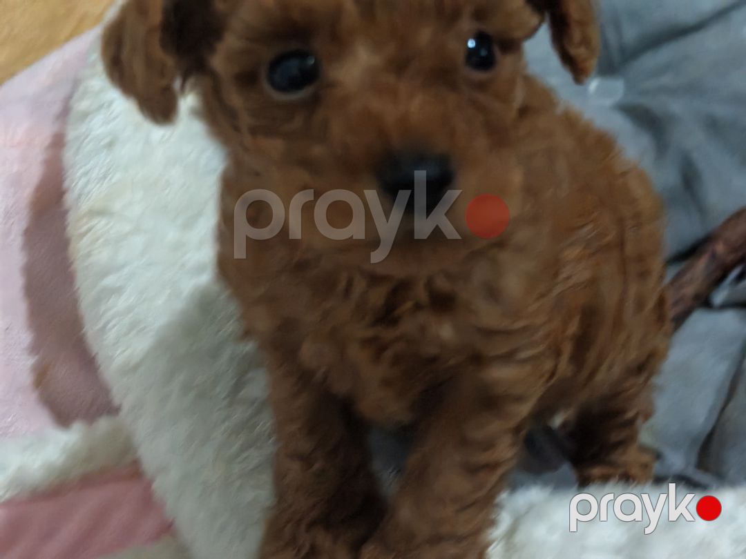 Maltipoo — Köpəklər, Bakı (2)