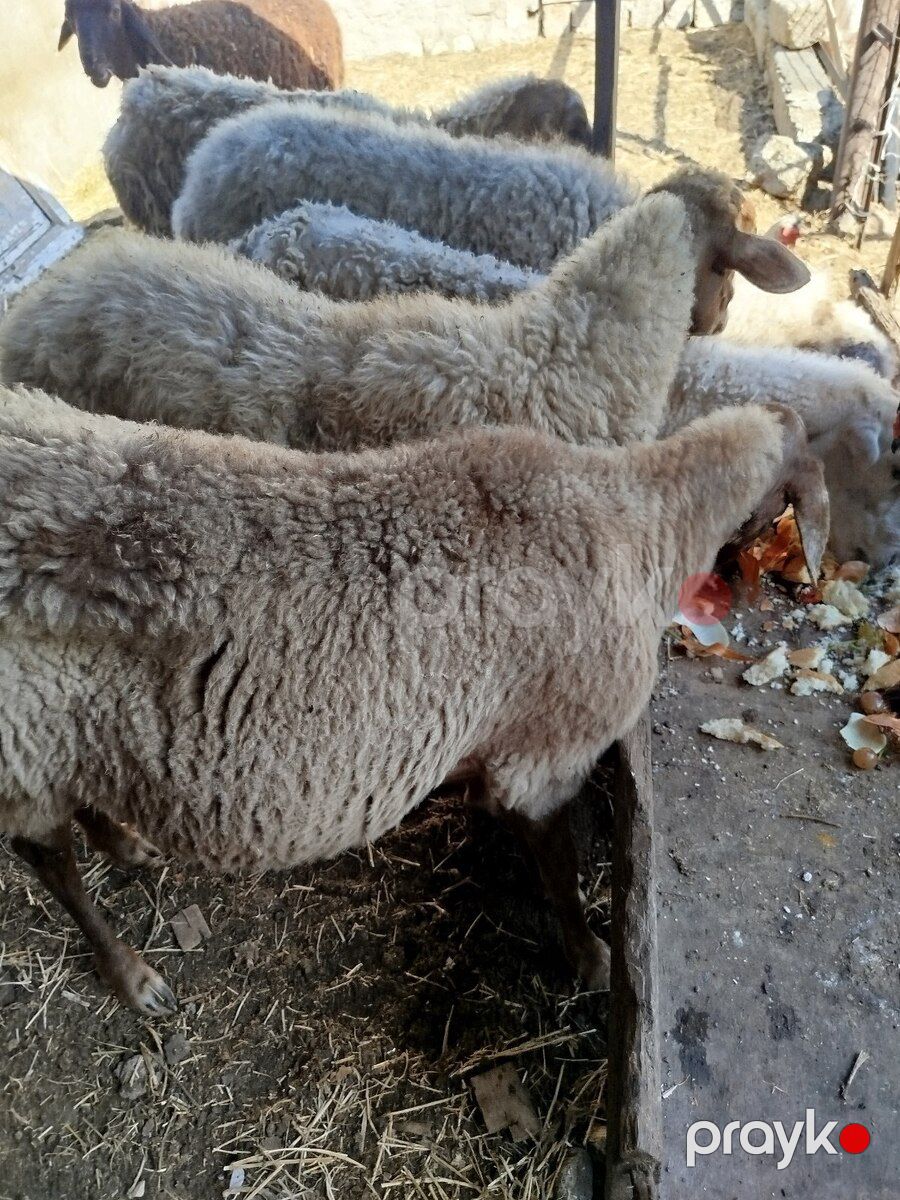 Qoyunlar — Kənd təsərrüfatı heyvanları, Bakı (2)