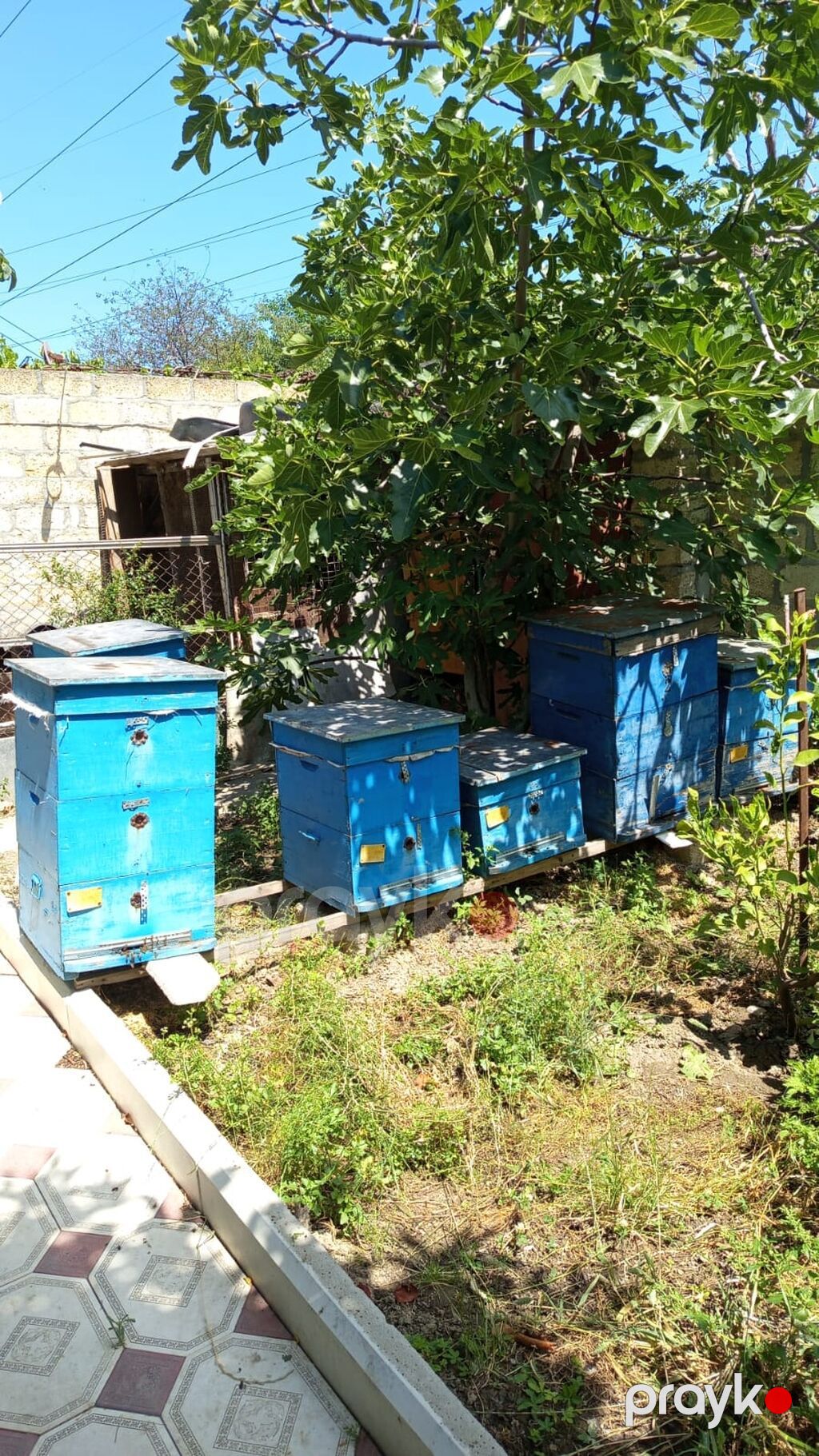 Arıçılıq üçün mavi rəngli taxta pətəklər dəsti - Məhsul: Arı — Kənd təsərrüfatı avadanlığı, Mingəçevir (3)