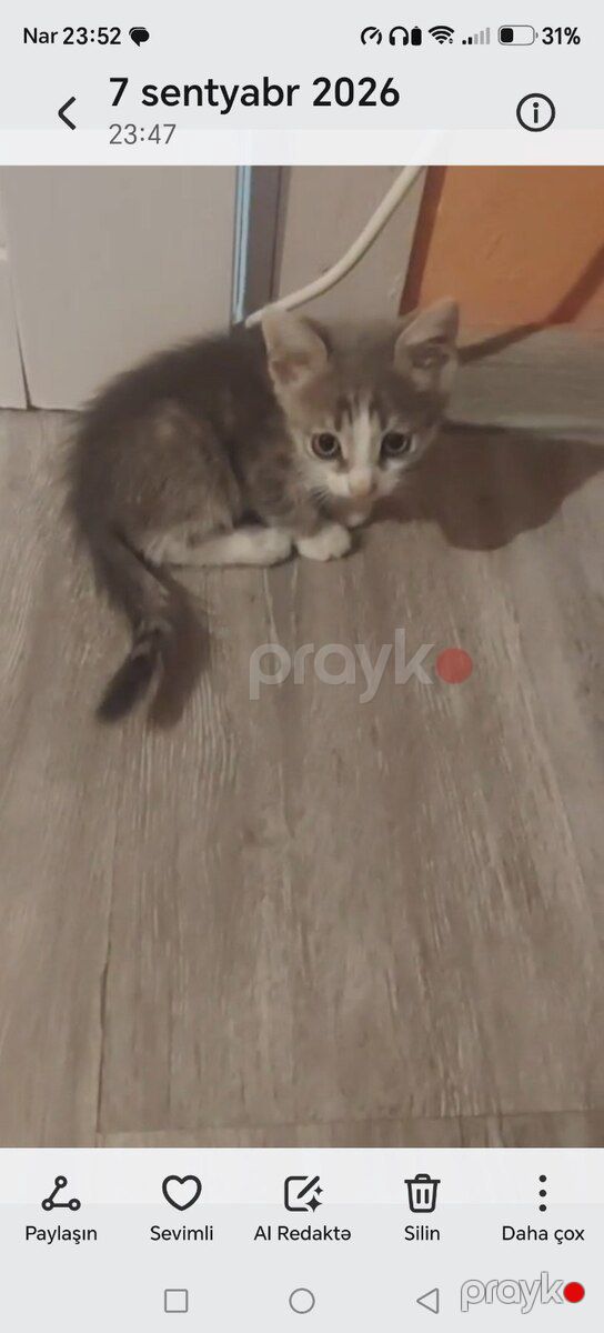 Türk anqorı (etibarlı əllərə verilir) — Pişiklər, Bakı (2)
