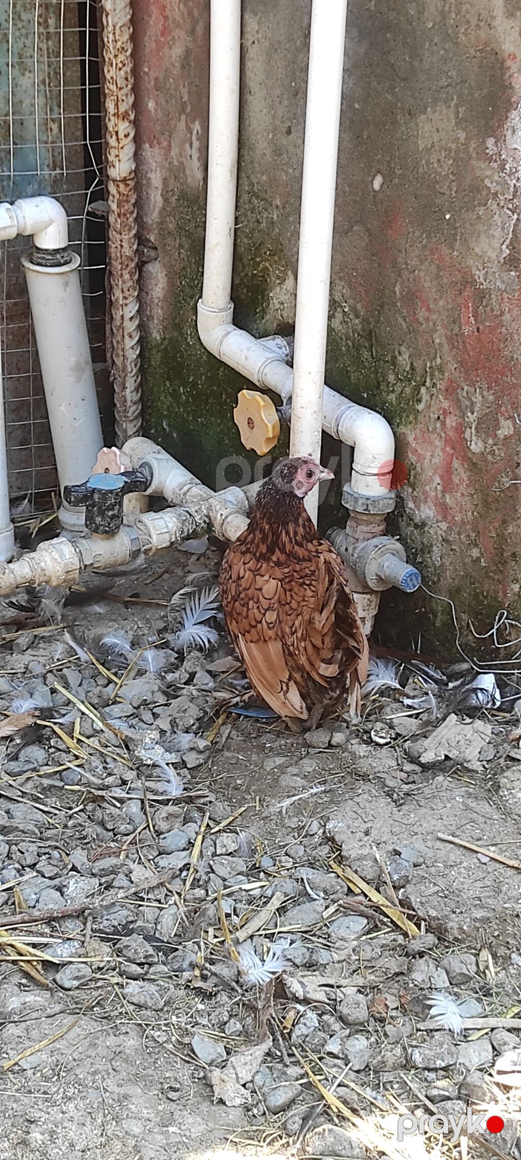 Xoruz toyuq sibrayt tergizme sağlam istəyən əlaqə saxlasın — Digərləri, Digah (7)