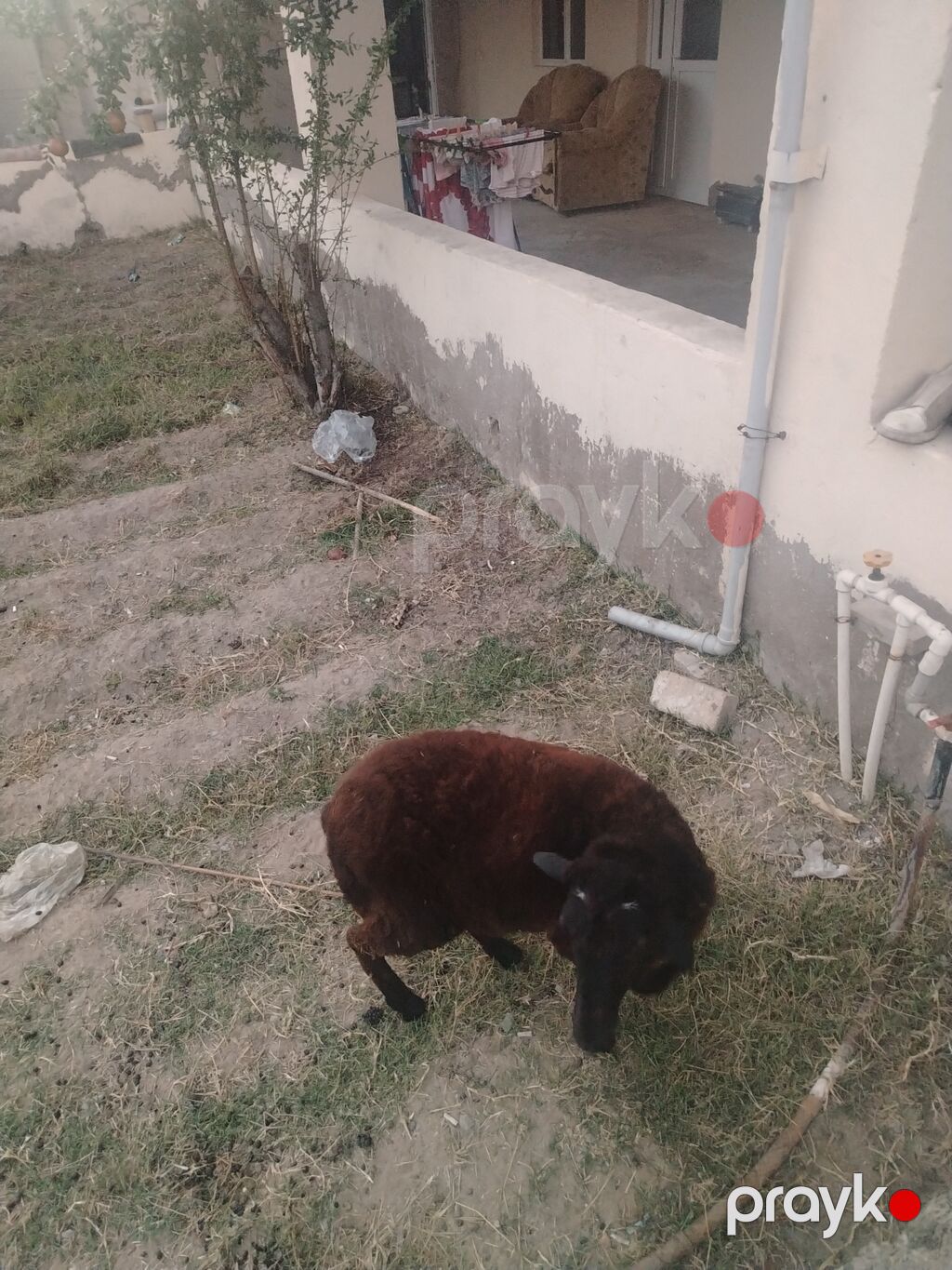 Dişi, il: 1, Damazlıq — Kənd təsərrüfatı heyvanları, Digah (2)