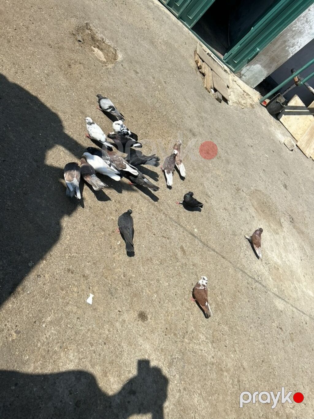 Salam 17 dene quwdu 2 manatdan hamsi saglam quwdardi — Göyərçin, Bakı (2)