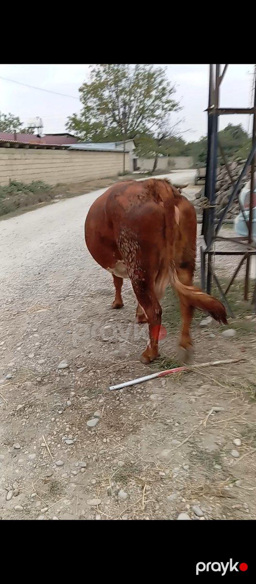 Simmental inək — Kənd təsərrüfatı heyvanları, Xaçmaz (7)