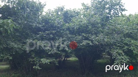 Torpaq sahəsi 20 sotdur.İsmayıllı rayonu Diyallı kəndi ərazisində — İsmayıllı