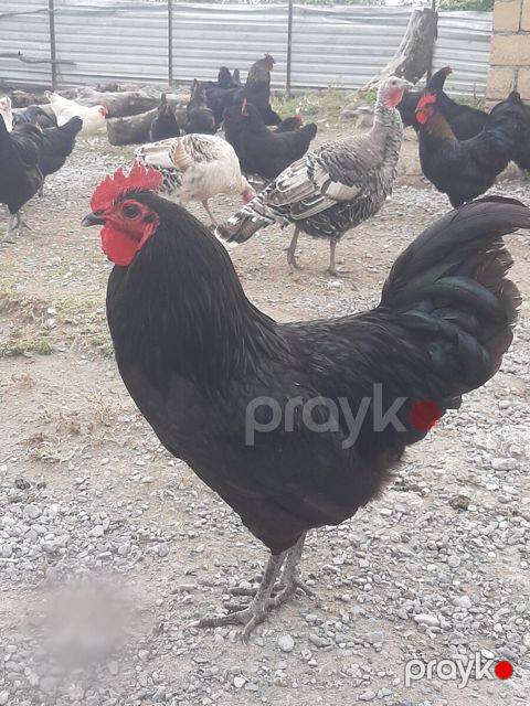 Avstralorp toyuqları — Oğuz