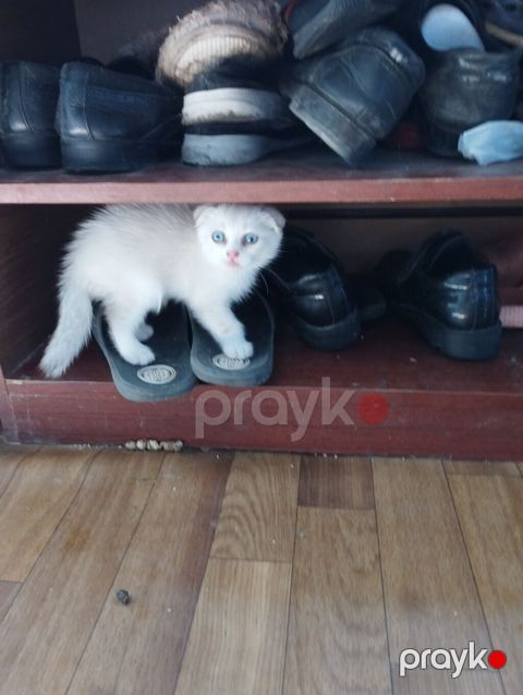 Şotland yastı qulaq, Yaxşı əllərə — Bakı