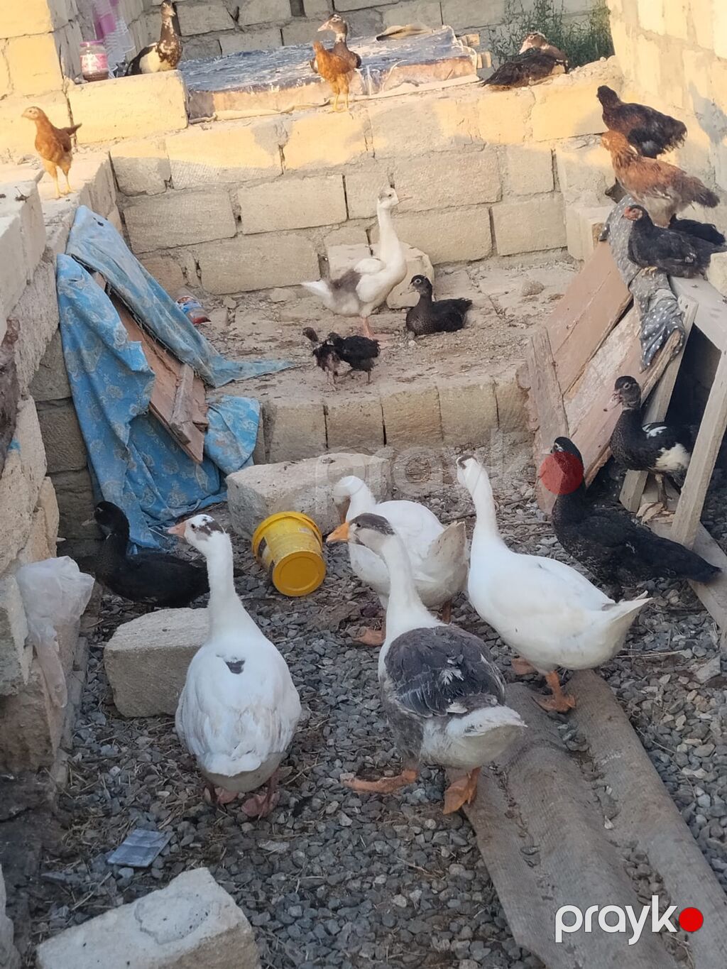 Ördey qaz satilir 3 ay yarimliədilar — Digərləri, Sumqayıt (4)