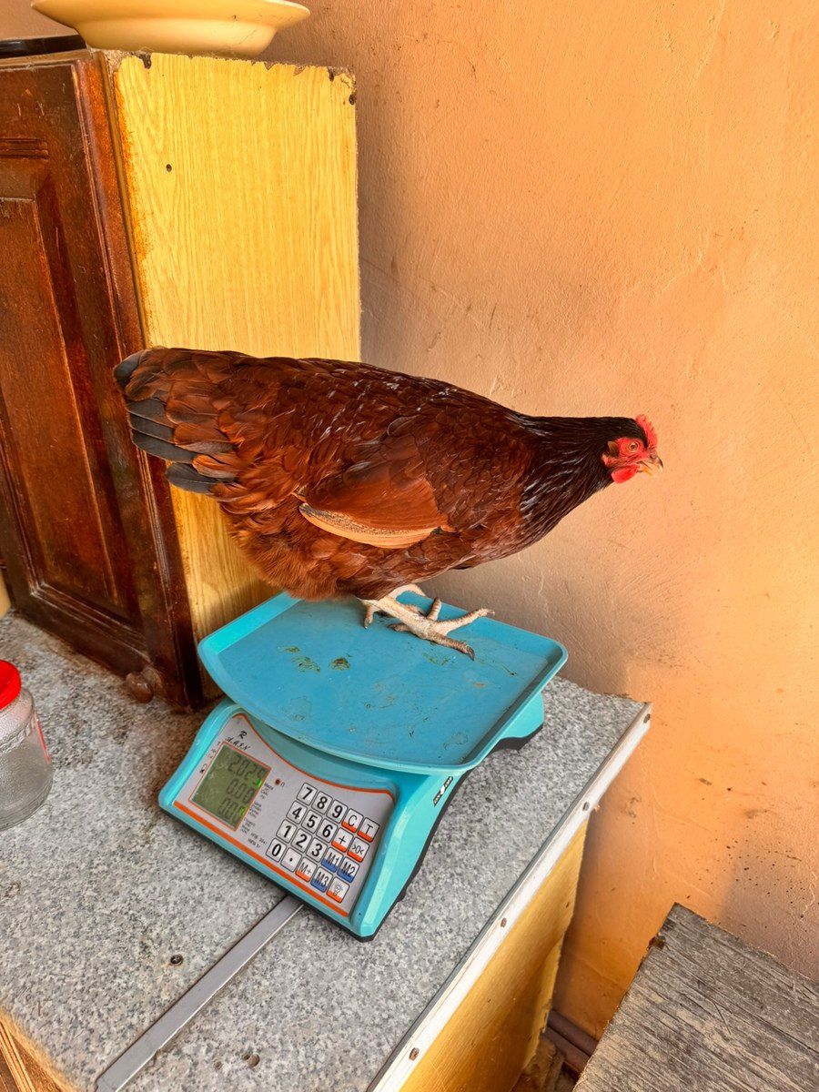 Rhode İsland Red toyuqları — Quşlar, Bakı (9)