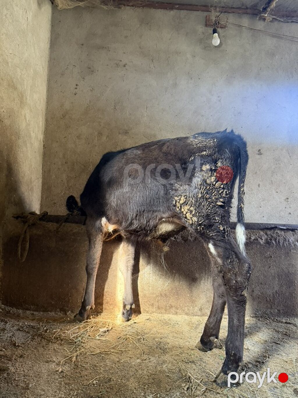 Cins danadı erkəydi — Kənd təsərrüfatı heyvanları, Digah (2)