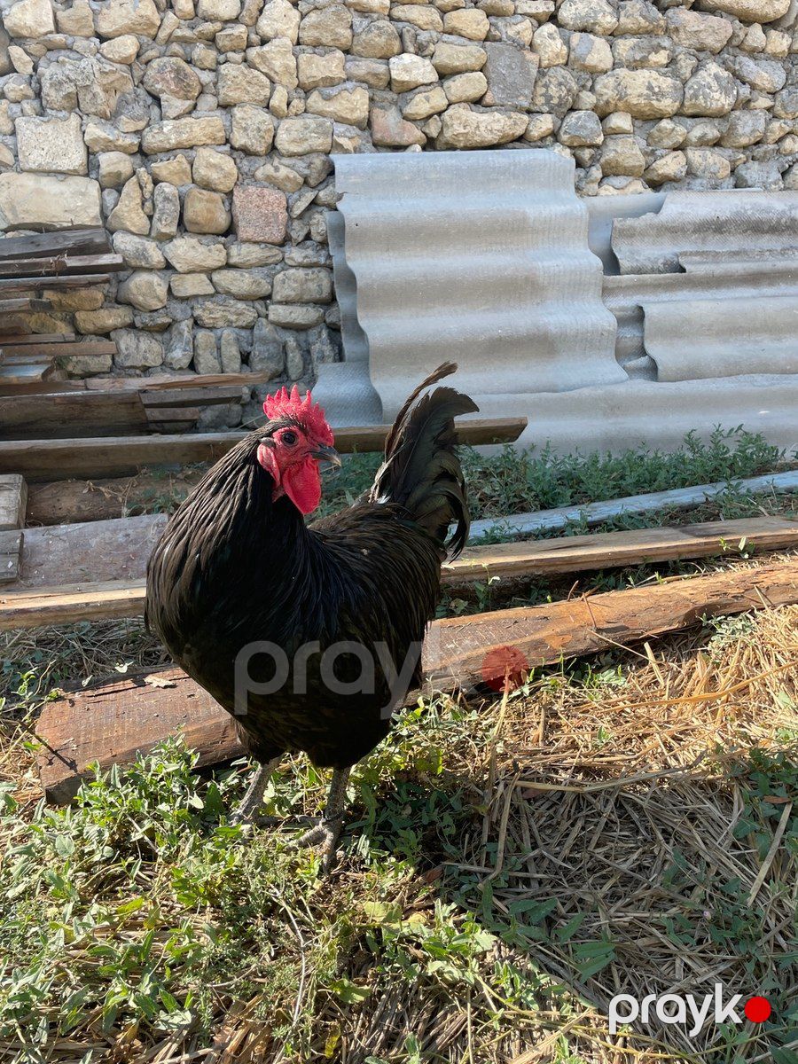 Avstralorp xoruzu — Quşlar, Bakı (2)