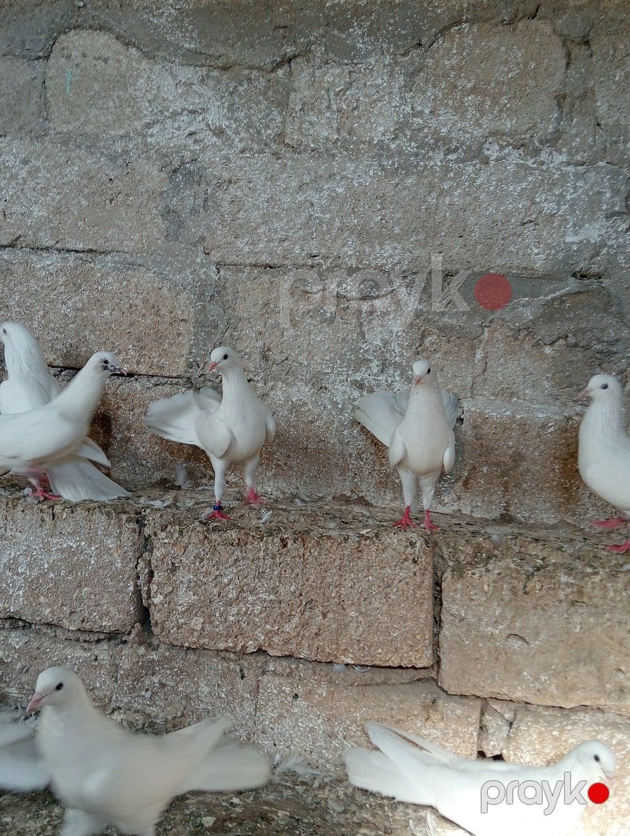 Göyərçin — Quşlar, Bakı (3)